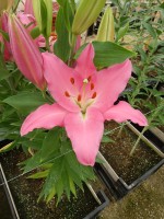 [4308 Lexus VZ No02.JPG]